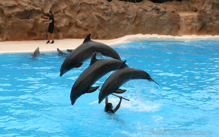 Delfīnu šovs Loro parkā, Tenerifes salā 63490