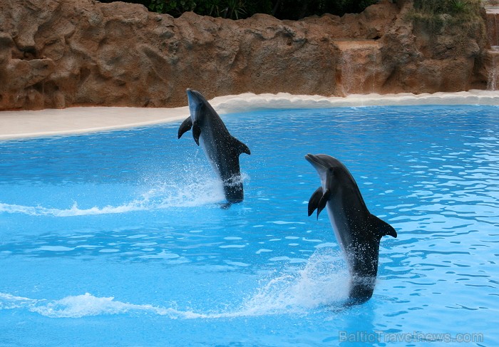 Delfīnu šovs Loro parkā, Tenerifes salā 63498