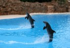 Delfīnu šovs Loro parkā, Tenerifes salā 16