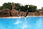 Delfīnu šovs Loro parkā, Tenerifes salā 18