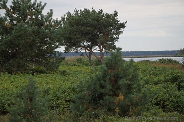 Vecbuļļu dabas liegums ir vieta klusai atpūtai Rīgā - Lielupes ieteka Rīgas jūras līcī 67566