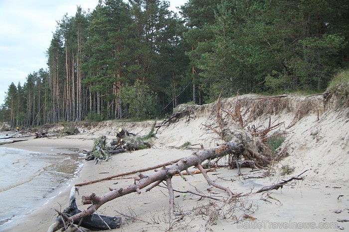 Vecbuļļu dabas liegums ir vieta klusai atpūtai Rīgā - Lielupes krastu abrāzija 67570