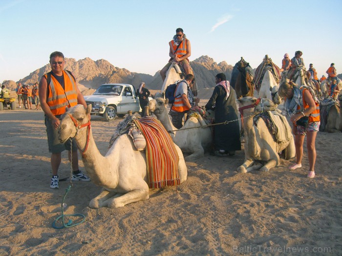 Ko darīt, lai kamielis pieceltos? - www.novatours.lv 69427