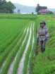 Rīsu audzēšana Hokaido salā (Foto: Guna Ķibere) 21