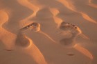 Saulriets Sahāras tuksnesī apbur un vilina 16