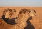 Dodies ar kamieli iepazīt Sahāras saullēktu Tunisijā. Vairāk informācijas par Tunisiju kā tūrisma galamērķi www.tourisme.gov.tn 24