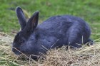 Pik Nik parks Rīgā piedāvā katram parka apmeklētājam atbilstošas atrakcijas - www.piknikparks.lv 7