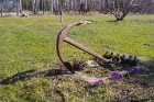 Lāču bāka un Vidzemes akmeņainā jūrmala piesaista daudzu tūristu uzmanību 13