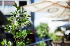 Vecrīgas restorāna Melnā Bite kolektīvs aicina ļauties vasaras garšām, restorāna terasē baudot jaunos šefpavāra sarūpētos ēdienus. Vairāk www.melnabit 7