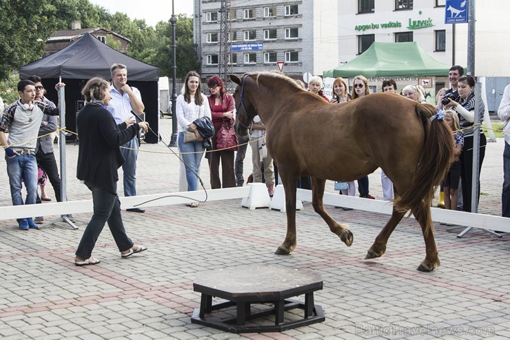 Mazās Kalna ielas skvērā noticis pasākums «Latvijas zirgi senāk un tagad» 131496