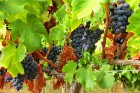 Travelnews.lv iepazīst spāņu reģiona Priorat vīna darītavu Clos de L‘obac www.costersdelsiurana.com 1