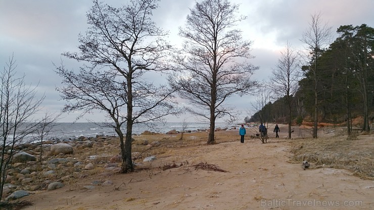 Viens no skaistākajiem Latvijas pārgājiena maršrutiem Vidzemes jūrmalā ir Tūja - Veczemju klintis 167001