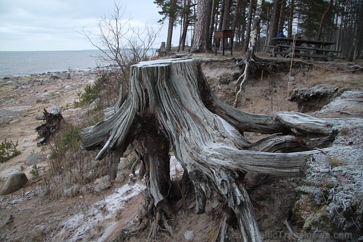 Viens no skaistākajiem Latvijas pārgājiena maršrutiem Vidzemes jūrmalā ir Tūja - Veczemju klintis 167010