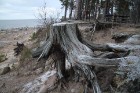 Viens no skaistākajiem Latvijas pārgājiena maršrutiem Vidzemes jūrmalā ir Tūja - Veczemju klintis 41