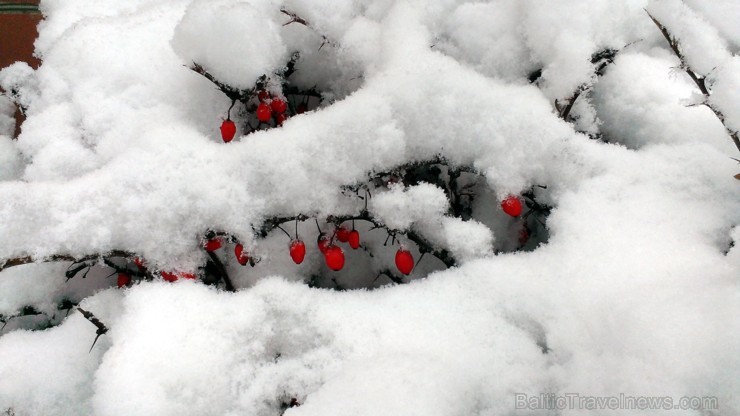Madonā ziemas sajūtu pietiek arī tad, ja ar sniegu nepietiek! 191440