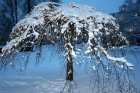 Vieni no Latvijas sniegotākajiem skatiem ved uz Gulbeni 10