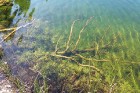 Travelnews.lv apceļo noslēpumainos Entu ezerus un Rīsas purva dabas taku Igaunijā 19