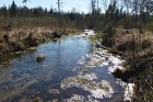 Travelnews.lv apceļo noslēpumainos Entu ezerus un Rīsas purva dabas taku Igaunijā 29