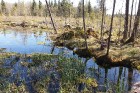 Travelnews.lv apceļo noslēpumainos Entu ezerus un Rīsas purva dabas taku Igaunijā 32