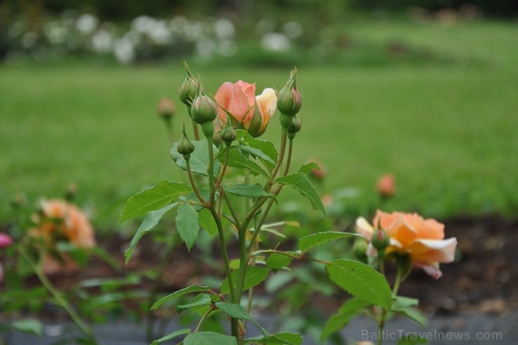 Salaspils botāniskais dārzs viss ziedos; uzmanības centrā rožu pilnzieds 201778