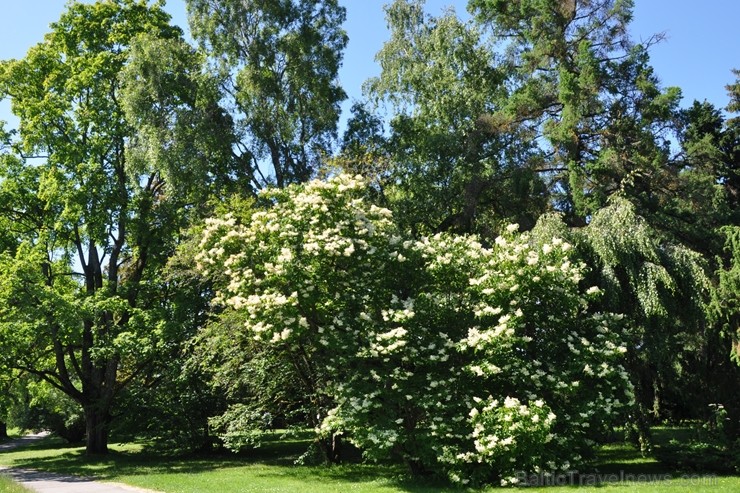 Salaspils botāniskais dārzs viss ziedos; uzmanības centrā rožu pilnzieds 201789