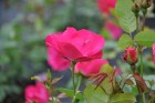 Salaspils botāniskais dārzs viss ziedos; uzmanības centrā rožu pilnzieds 5