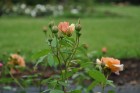 Salaspils botāniskais dārzs viss ziedos; uzmanības centrā rožu pilnzieds 12