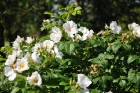 Salaspils botāniskais dārzs viss ziedos; uzmanības centrā rožu pilnzieds 17