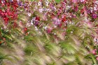 Salaspils botāniskais dārzs viss ziedos; uzmanības centrā rožu pilnzieds 20