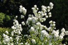 Salaspils botāniskais dārzs viss ziedos; uzmanības centrā rožu pilnzieds 22