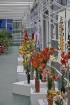Salaspils botāniskais dārzs viss ziedos; uzmanības centrā rožu pilnzieds 24