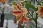 Salaspils botāniskais dārzs viss ziedos; uzmanības centrā rožu pilnzieds 25