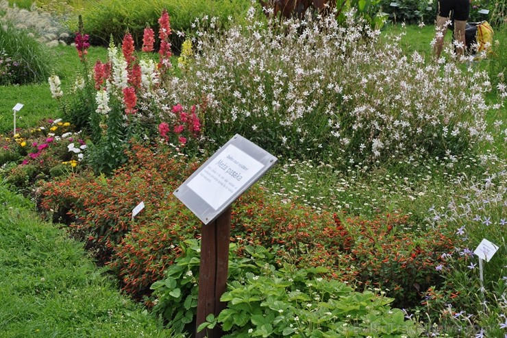 Augusts Nacionālajā botāniskajā dārzā Salaspilī lutina ar īstu ziedošo pasaku 204802