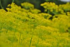 Augusts Nacionālajā botāniskajā dārzā Salaspilī lutina ar īstu ziedošo pasaku 15