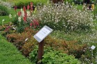Augusts Nacionālajā botāniskajā dārzā Salaspilī lutina ar īstu ziedošo pasaku 17