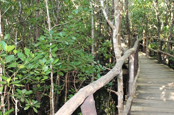 Mangrovju mežs (netālu no Džozani parka) ar ierīkotu laipu pastaigām, šeit ieejas maksas nav un to var brīvi apmeklēt. 207442