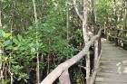 Mangrovju mežs (netālu no Džozani parka) ar ierīkotu laipu pastaigām, šeit ieejas maksas nav un to var brīvi apmeklēt. 33