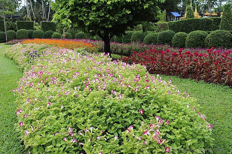 Travelnews.lv kopā ar «365 brīvdienas» un «Turkish Airlines» iepazīst tropu botānisko dārzu «Nong Nooch Tropical Garden» 208867
