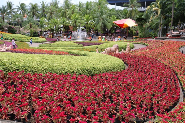 Travelnews.lv kopā ar «365 brīvdienas» un «Turkish Airlines» iepazīst tropu botānisko dārzu «Nong Nooch Tropical Garden» 208950