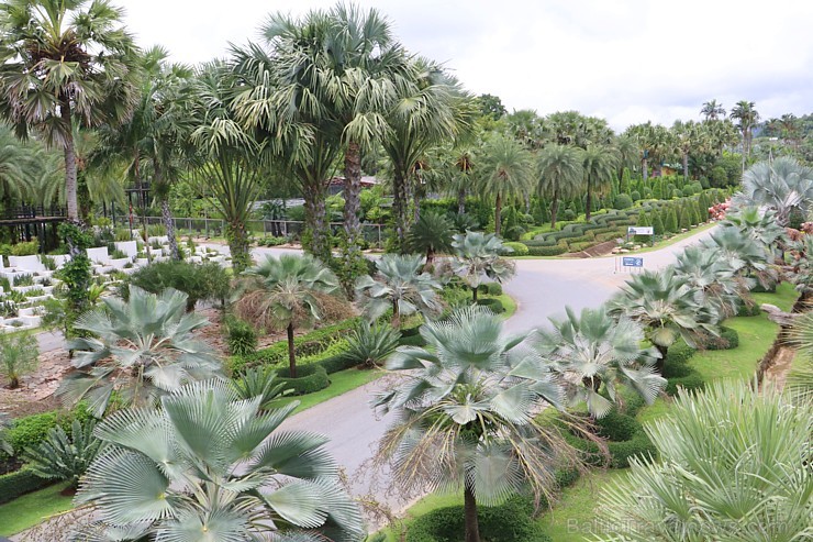 Travelnews.lv kopā ar «365 brīvdienas» un «Turkish Airlines» iepazīst tropu botānisko dārzu «Nong Nooch Tropical Garden» 208951