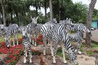 Travelnews.lv kopā ar «365 brīvdienas» un «Turkish Airlines» iepazīst tropu botānisko dārzu «Nong Nooch Tropical Garden» 23