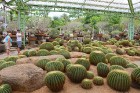 Travelnews.lv kopā ar «365 brīvdienas» un «Turkish Airlines» iepazīst tropu botānisko dārzu «Nong Nooch Tropical Garden» 56