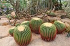 Travelnews.lv kopā ar «365 brīvdienas» un «Turkish Airlines» iepazīst tropu botānisko dārzu «Nong Nooch Tropical Garden» 59