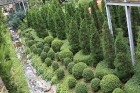 Travelnews.lv kopā ar «365 brīvdienas» un «Turkish Airlines» iepazīst tropu botānisko dārzu «Nong Nooch Tropical Garden» 67