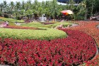 Travelnews.lv kopā ar «365 brīvdienas» un «Turkish Airlines» iepazīst tropu botānisko dārzu «Nong Nooch Tropical Garden» 69