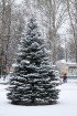 Travelnews.lv novēro kā ziema beidzot ierodas Rīgā 4