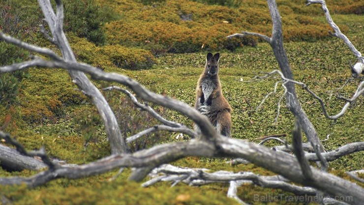 Iepazīsti skaisto Tasmanijas salu Austrālijā. Foto: Todd Moen / Catch Magazine 219397