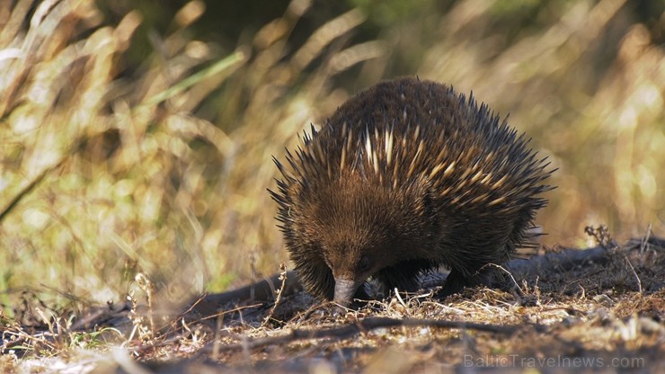 Iepazīsti skaisto Tasmanijas salu Austrālijā. Foto: Todd Moen / Catch Magazine 219398