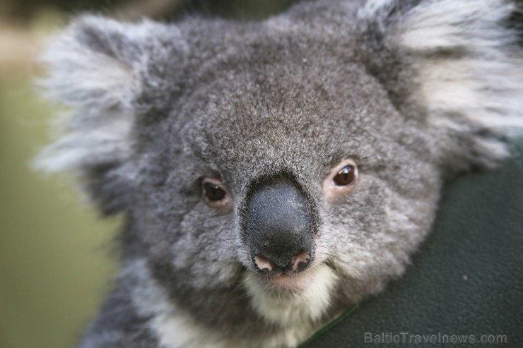 Iepazīsti skaisto Tasmanijas salu Austrālijā. Foto: Tourism Australia 219399
