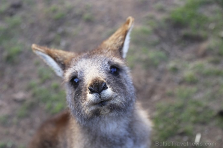 Iepazīsti skaisto Tasmanijas salu Austrālijā. Foto: Tourism Australia 219400